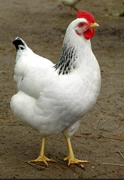 Адлер жужалари сотилади