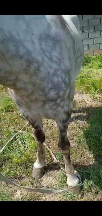 Кобыла бие срочна