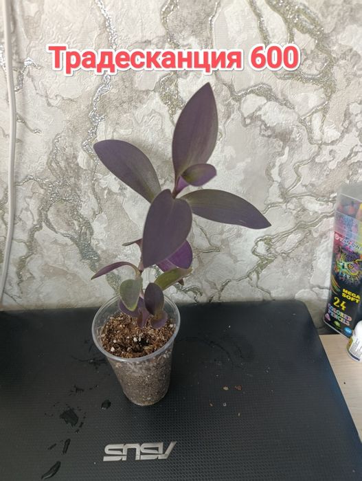 Комнатные растения