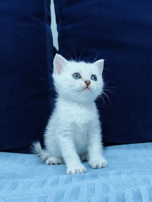 Породистые котята: британцы