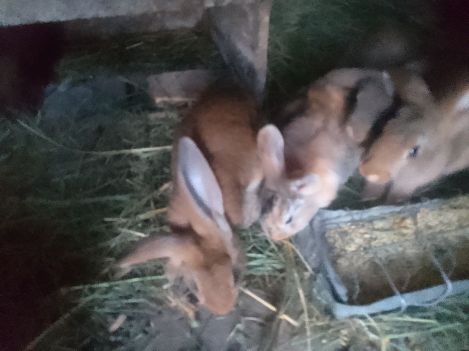 Кролики ,крольчата