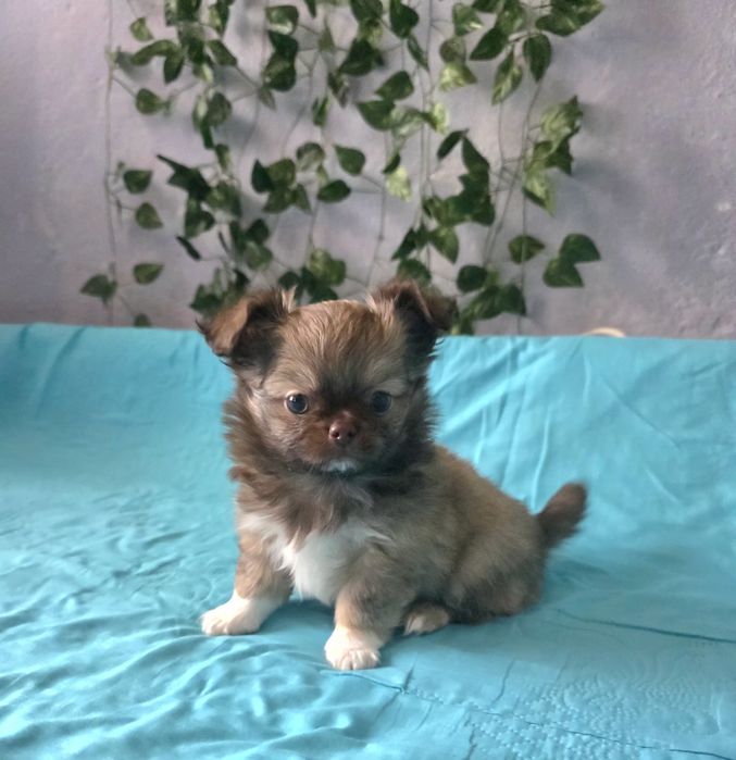 Чихуахуа момченца