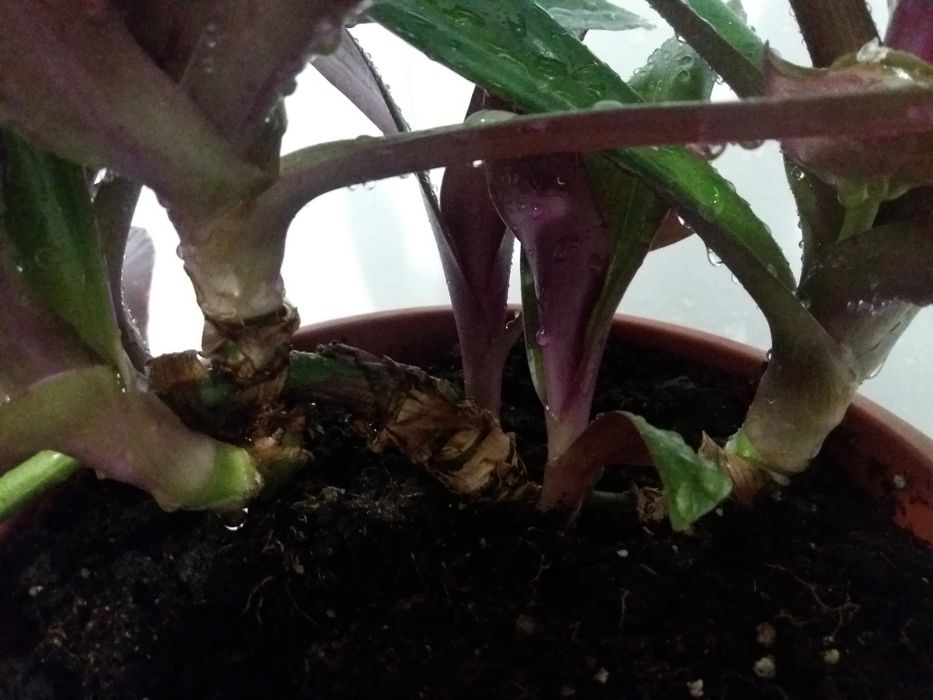 Комнатный цветок рэо