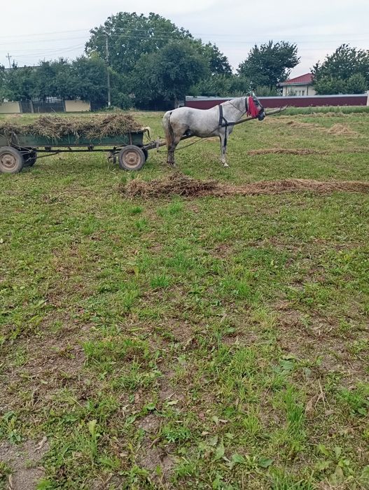Vand armăsar de 9 ani