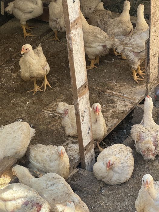 Продавам домашни бройлери