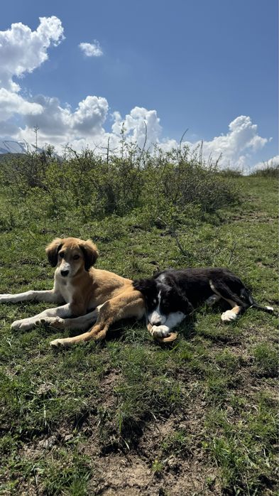 тазылар, күшіктер