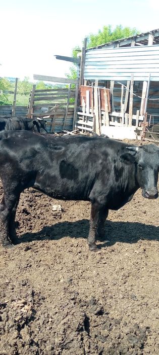 Продам КРС яловые.
