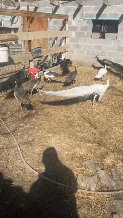 Индийские и белые павлины павлин