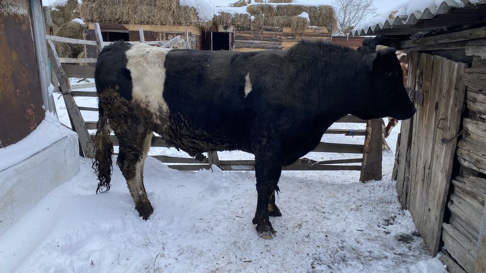 Продам быков на откорме