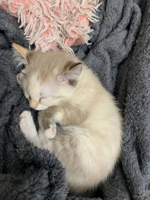 котенок в добрые руки