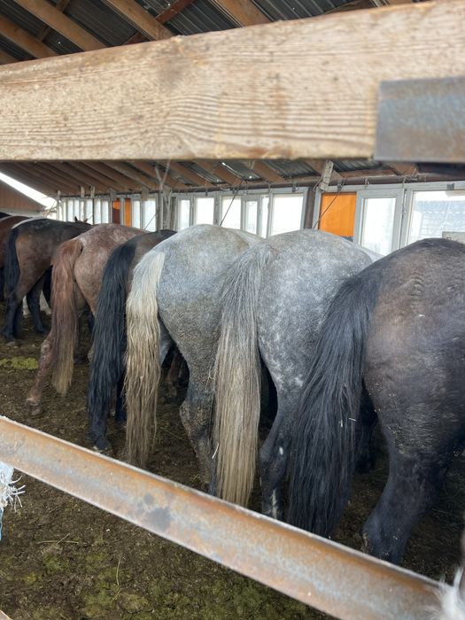 Жемделген биелер стыладв