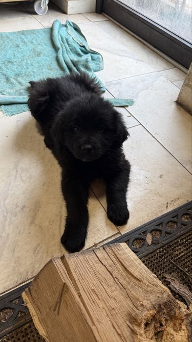 Ciobanesc romanesc corb