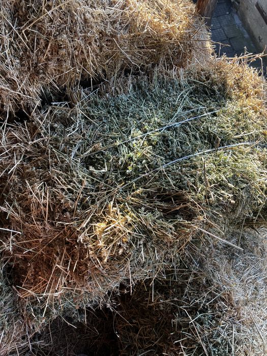 Бали Люцерна 14 лв