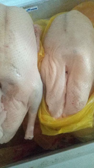 гуси домашние 1 кг 3500 вес от 3 до 5 кг  доставка есть