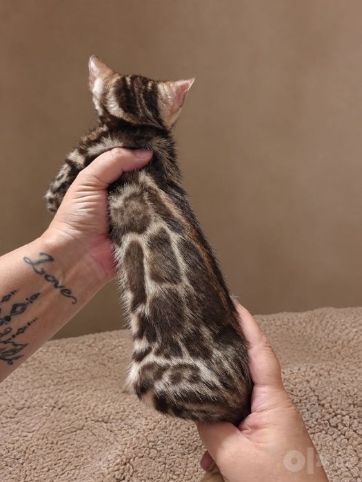 Бенгальские котята