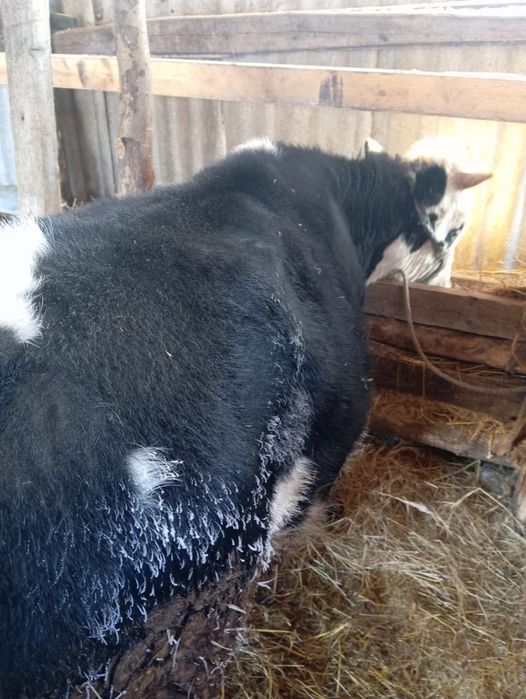 Продам хорошего быка