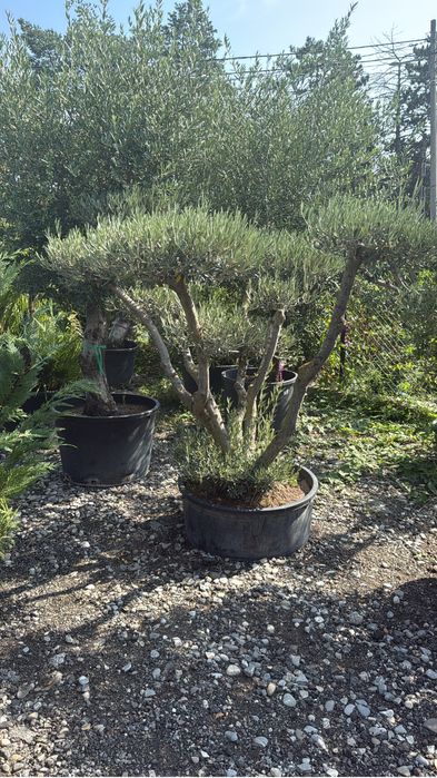 Maslini seculari rezistent la inghet