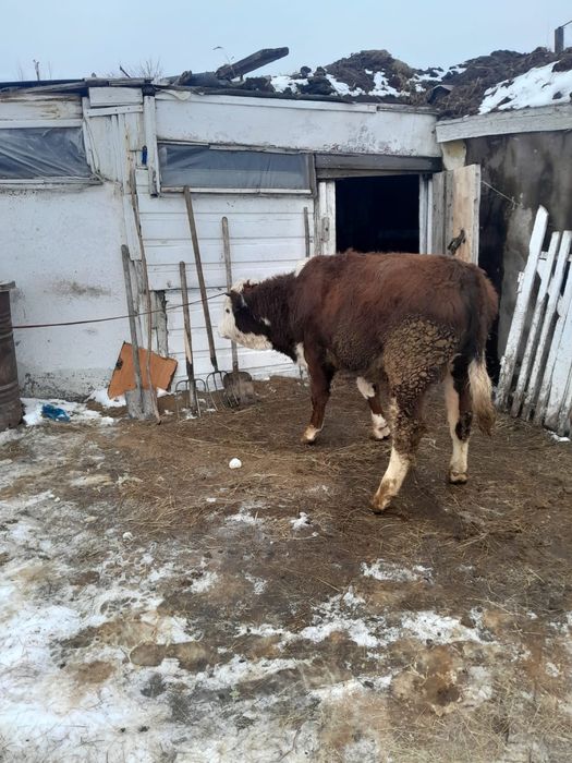 Продам бычка белоголового