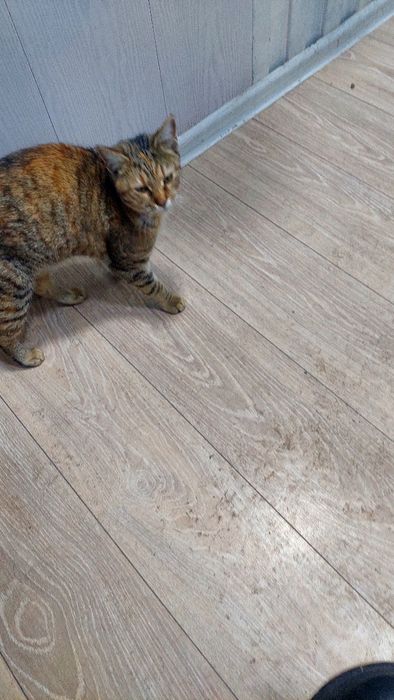 Кошка кошка кошка