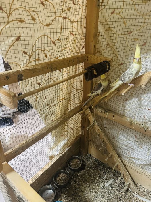 Vand papagali (Nimfe), parinti reproducatori 3 ani