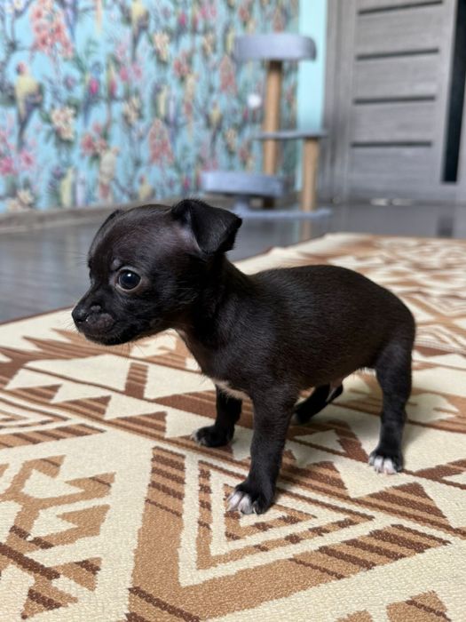 Чихуахуа мальчик