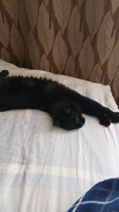 Отдам кошечку в добрые руки