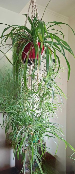 frumusete naturala plante deosebite