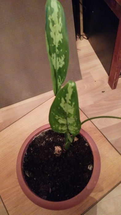 Продам комнатные цветы