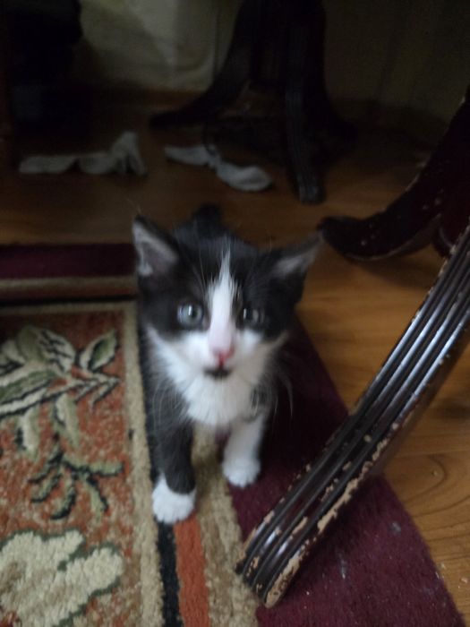 Отдам котёнка на добрые руки