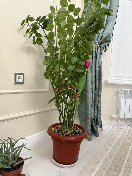 Комнатные растения