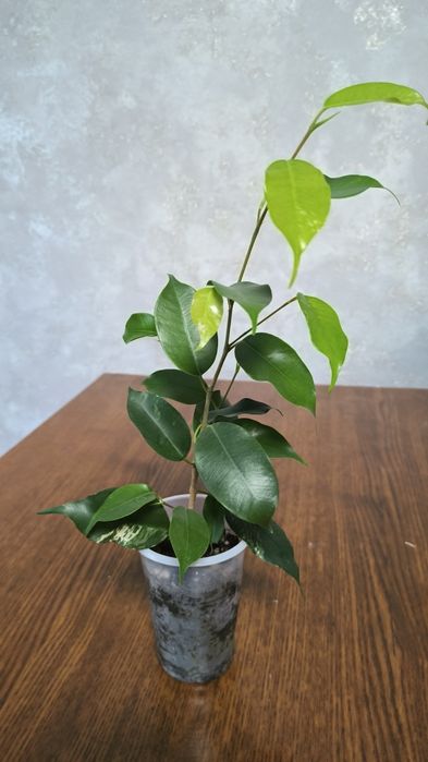 Продам Фикус Бенжамина