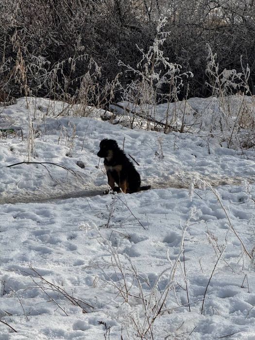Щенята срочно ищут добрые руки