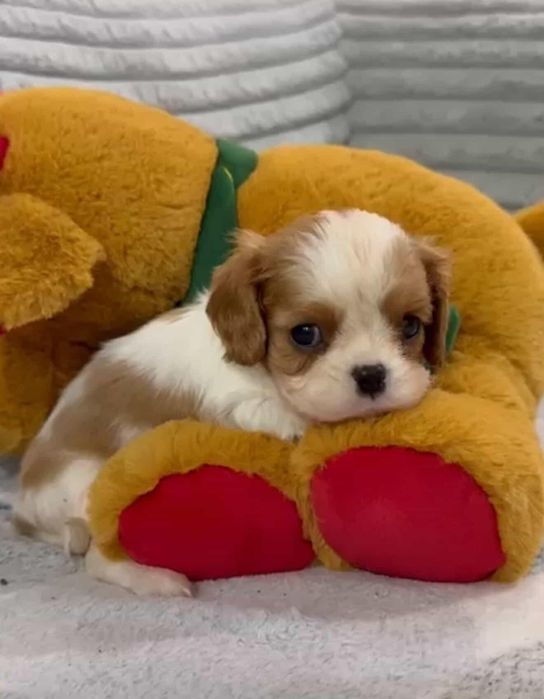 Кавалер Кинг Чарльз Спаниель