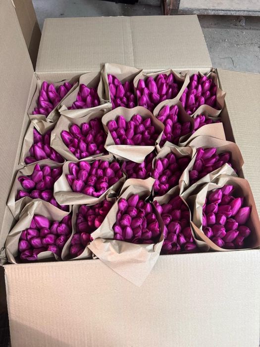 Тюльпан оптом Беларусь премиум