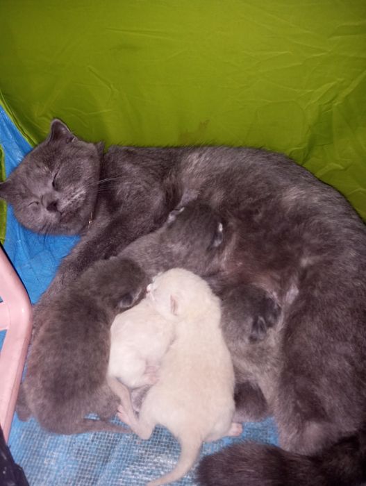 Продаются шотландские милые котята