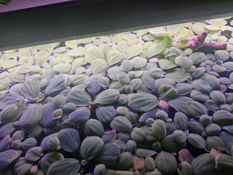 Аквариумные растения