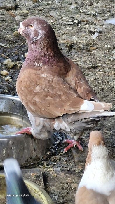 De vanzare porumbei americani