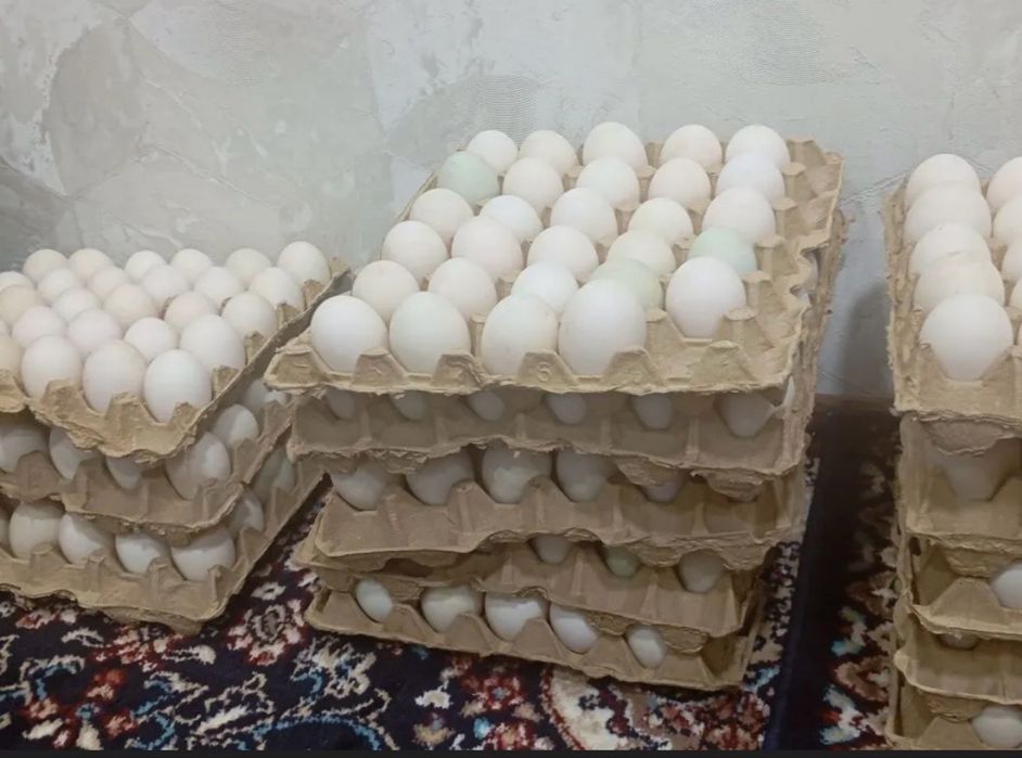 Урдак ва Гоз тухумлари сотилади