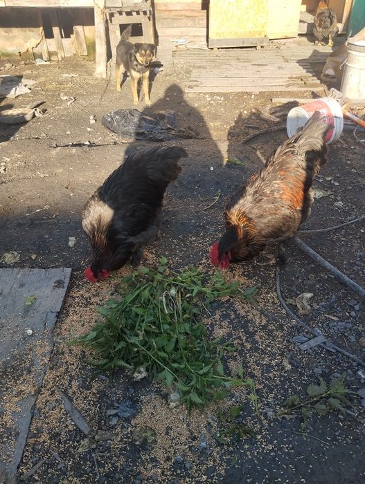 Продам Петухов конхинхинов