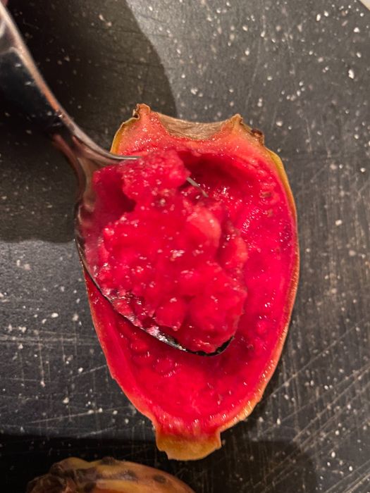 Смокиня индийска два вида, Кактус опунция, Opuntia ficus-indica Etna