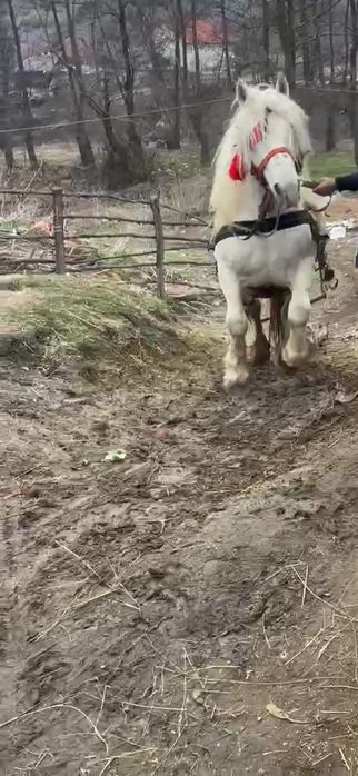 Vând cal armăsar bună de muncă  ac cept  or ce proba