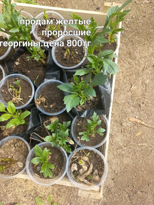Продам рассаду...