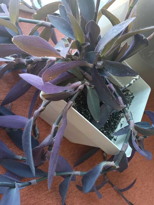 Традесканция - Пурпурно сърце на намалена цена -40лв., само за 50!!!