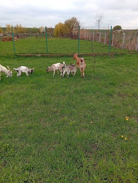 Vând căpriță,prima fătare