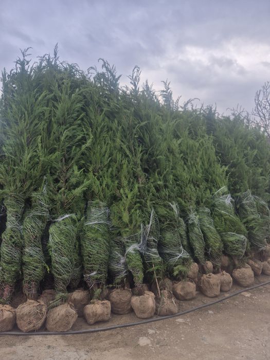 Leylandy cupressocyparis (tuia leylandii)
La o calitate superioara pre