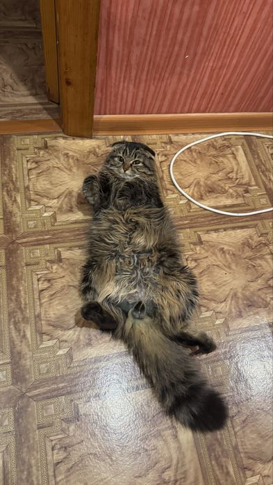 Отдам веслоухого кота