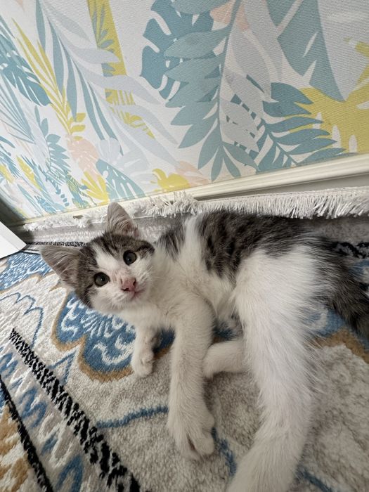 Отдадим в добрые руки котенка