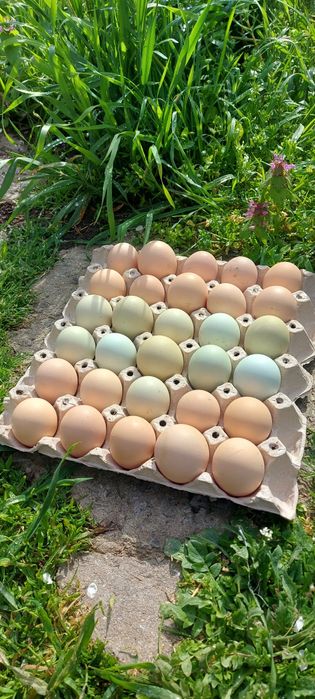 Оплодени яйца от кокошки