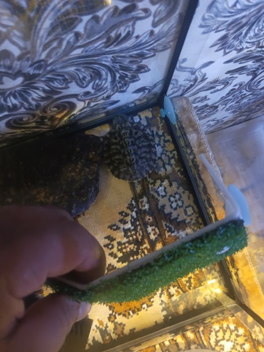 Продам Черепаху красноухаю
