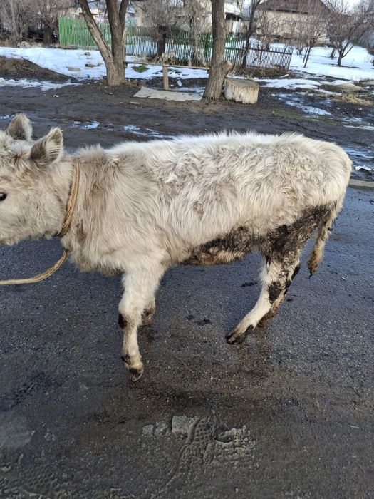 Продам телку и бычка срочно